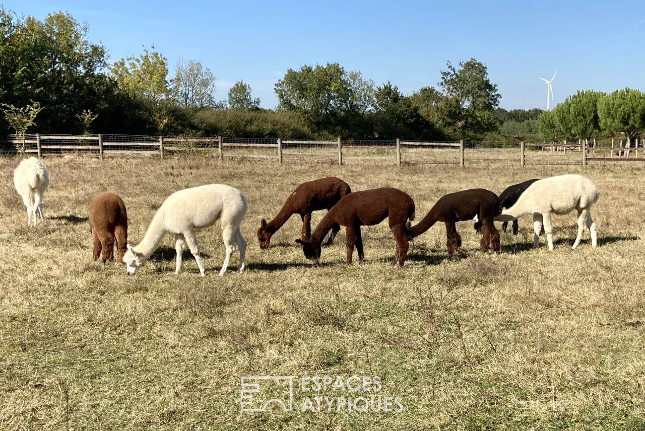 Ranch avec des Alpagas