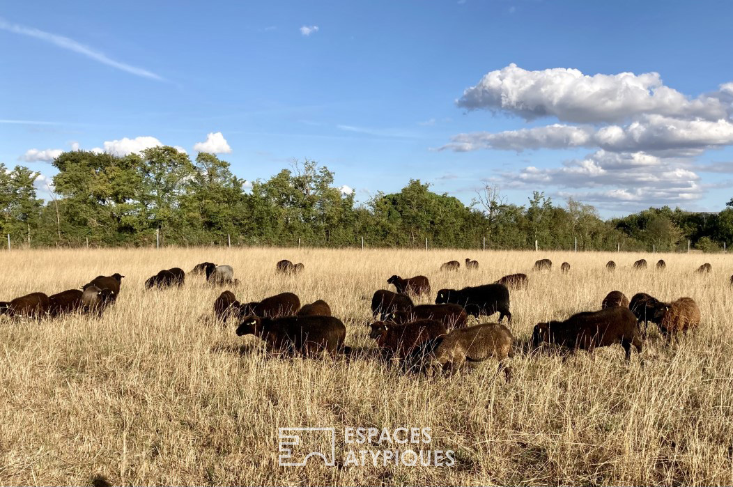 Ranch avec des Alpagas