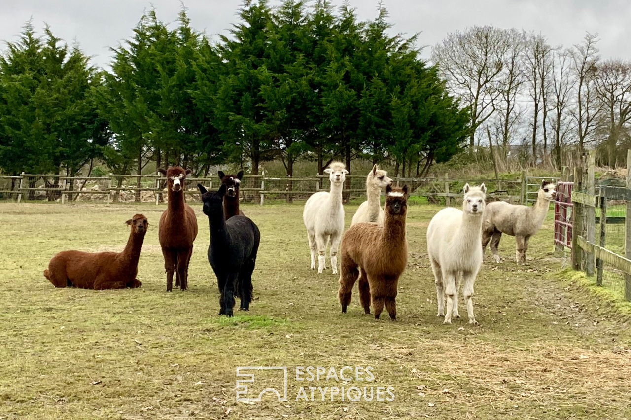 Ranch avec des Alpagas