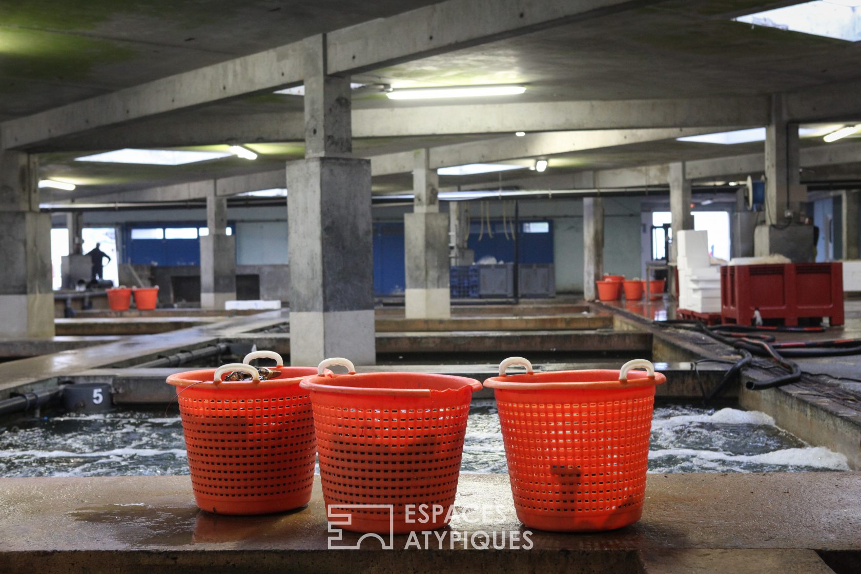 Shellfish basins