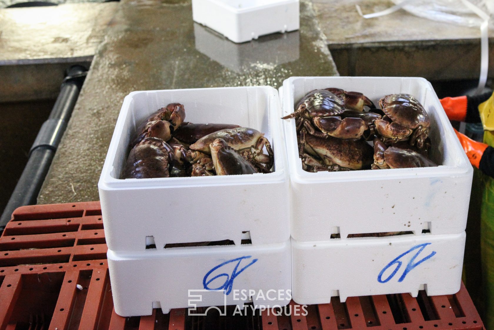 Shellfish basins