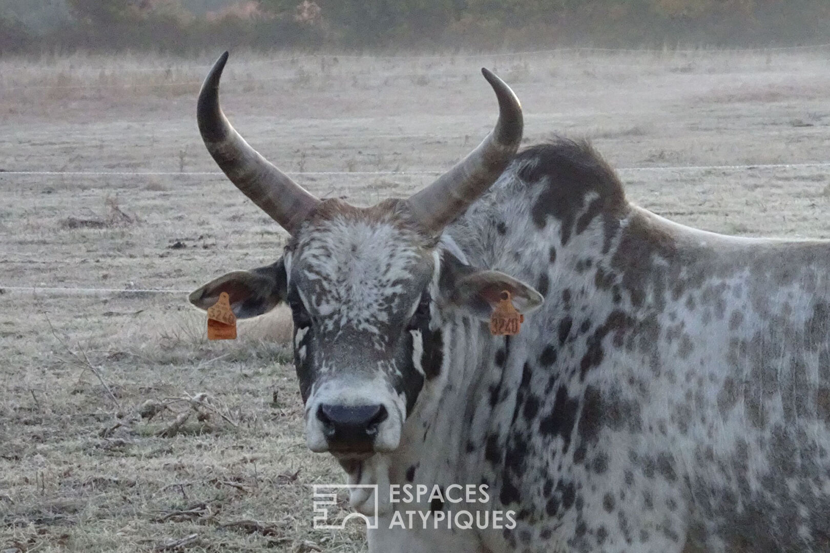 Ranch with horses and zebus