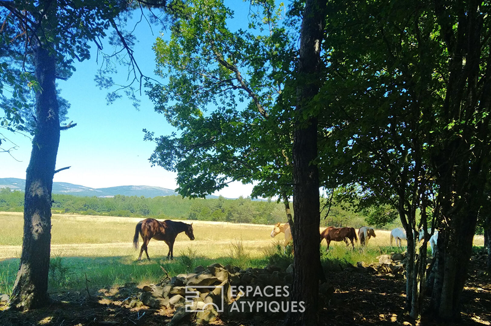 Ranch with horses and zebus