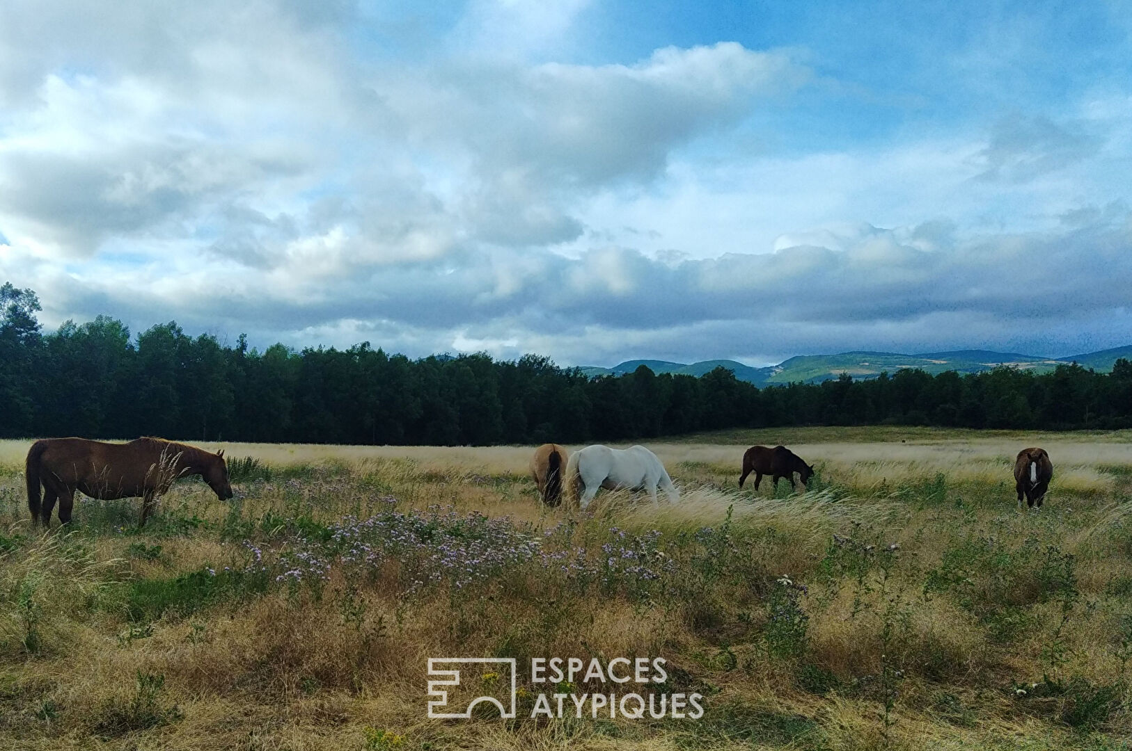 Ranch with horses and zebus