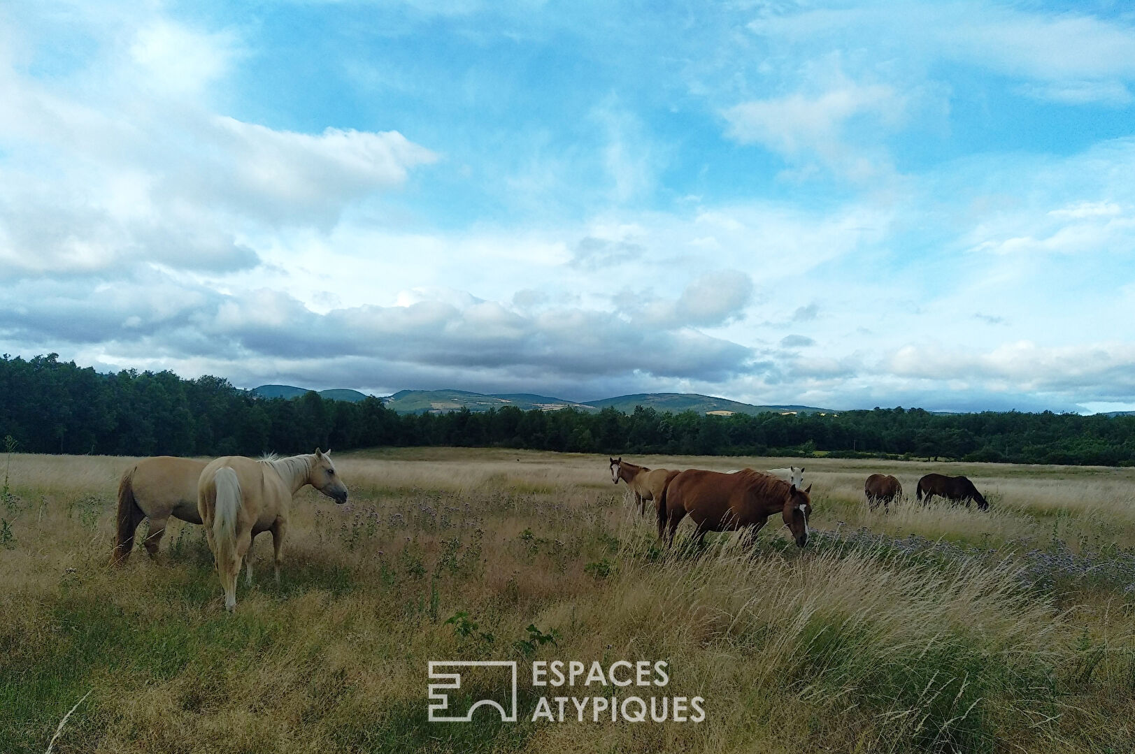 Ranch with horses and zebus