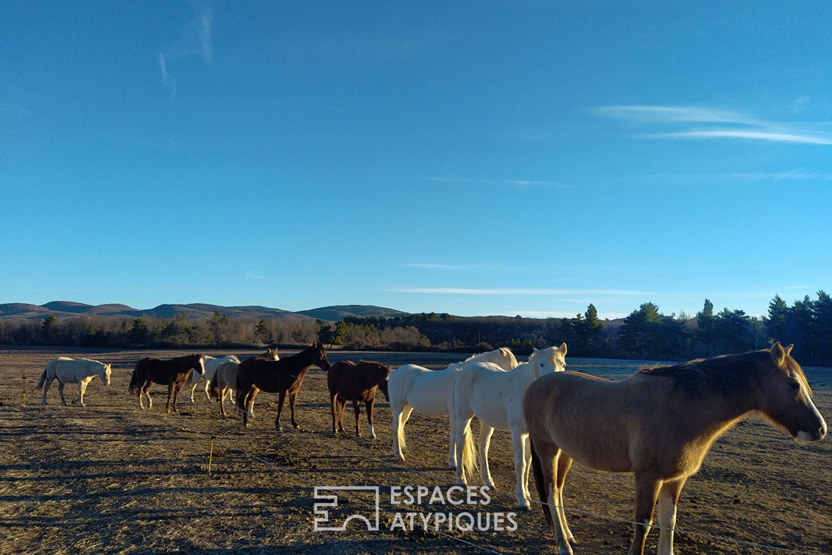 Ranch with horses and zebus