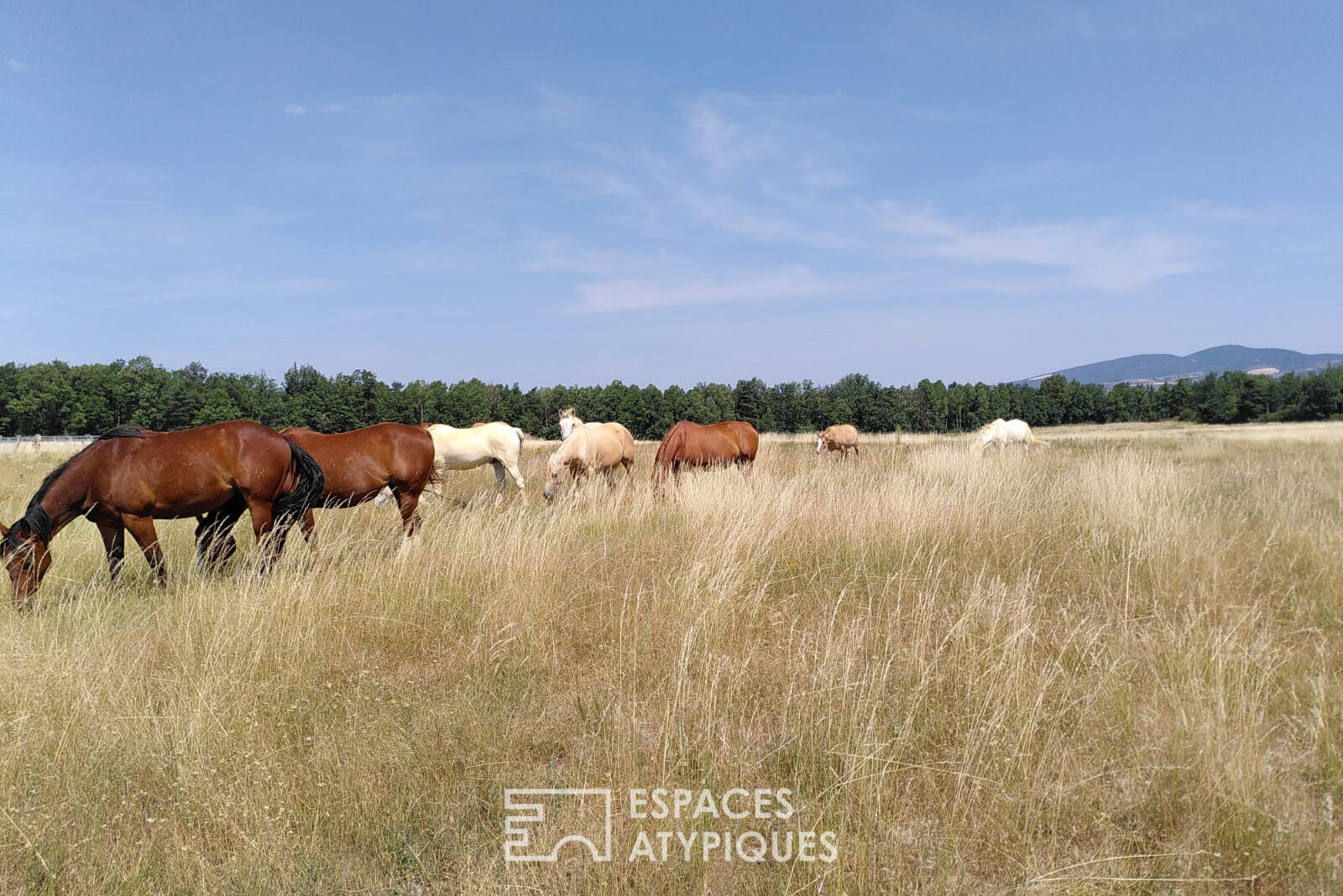 Ranch with horses and zebus