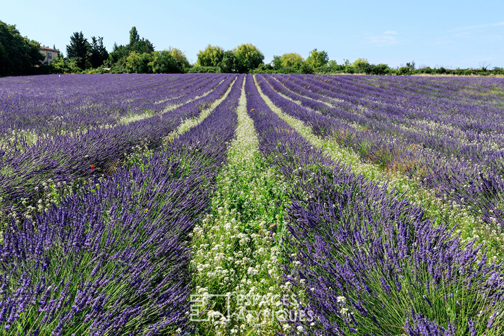 Meeting room and lavender fields