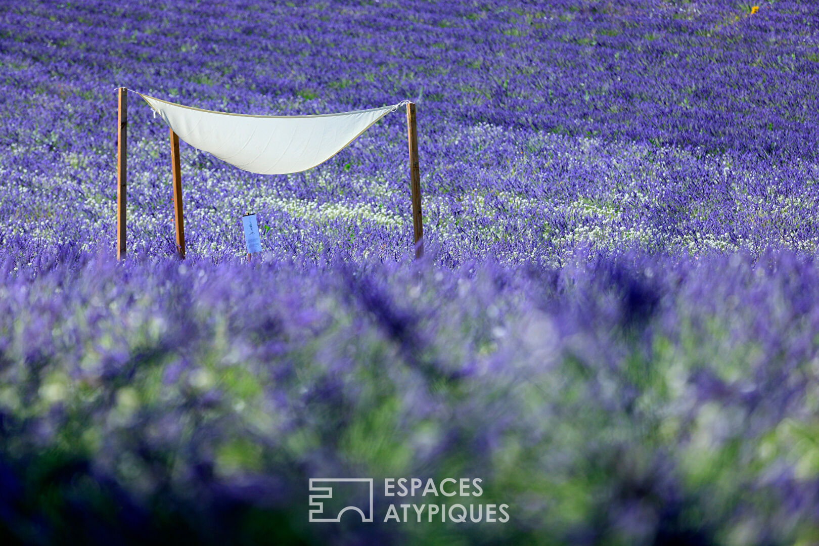 Meeting room and lavender fields