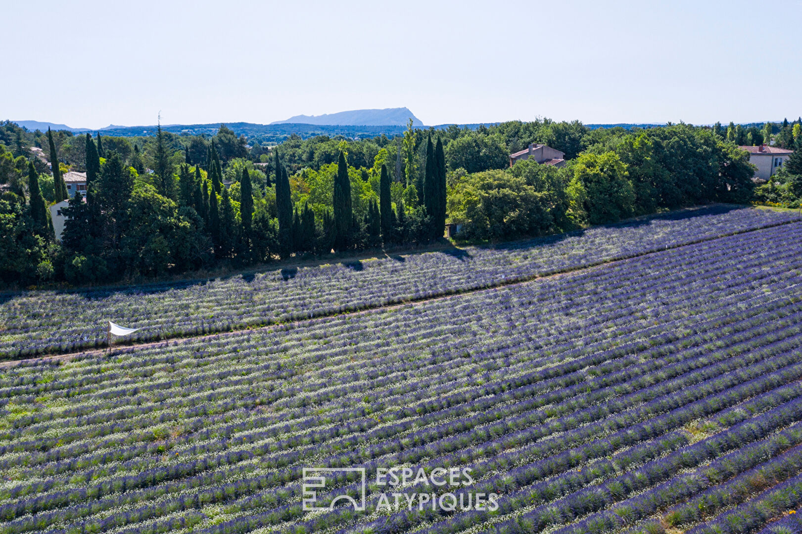 Meeting room and lavender fields
