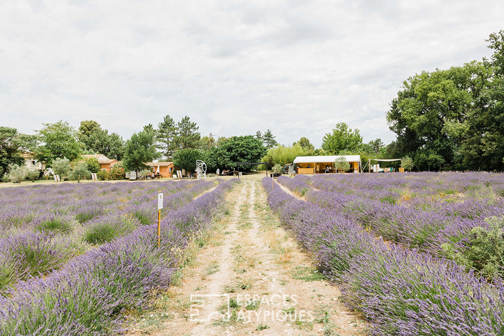 Meeting room and lavender fields
