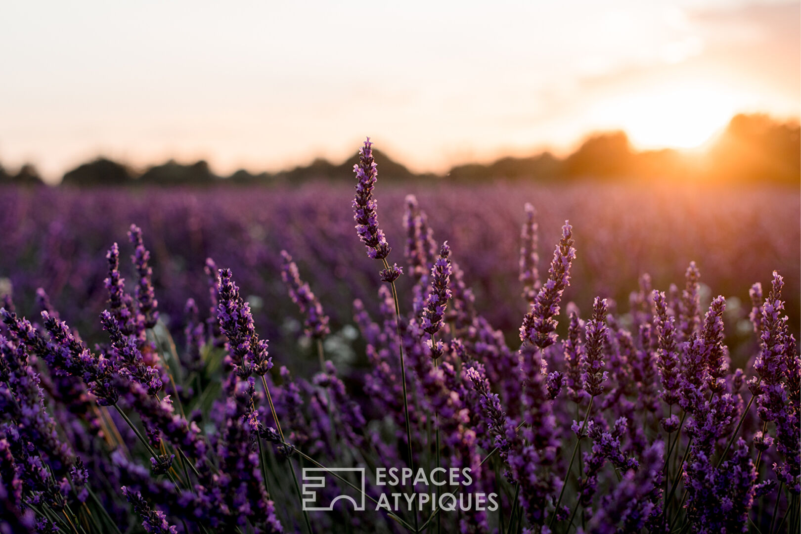 Meeting room and lavender fields