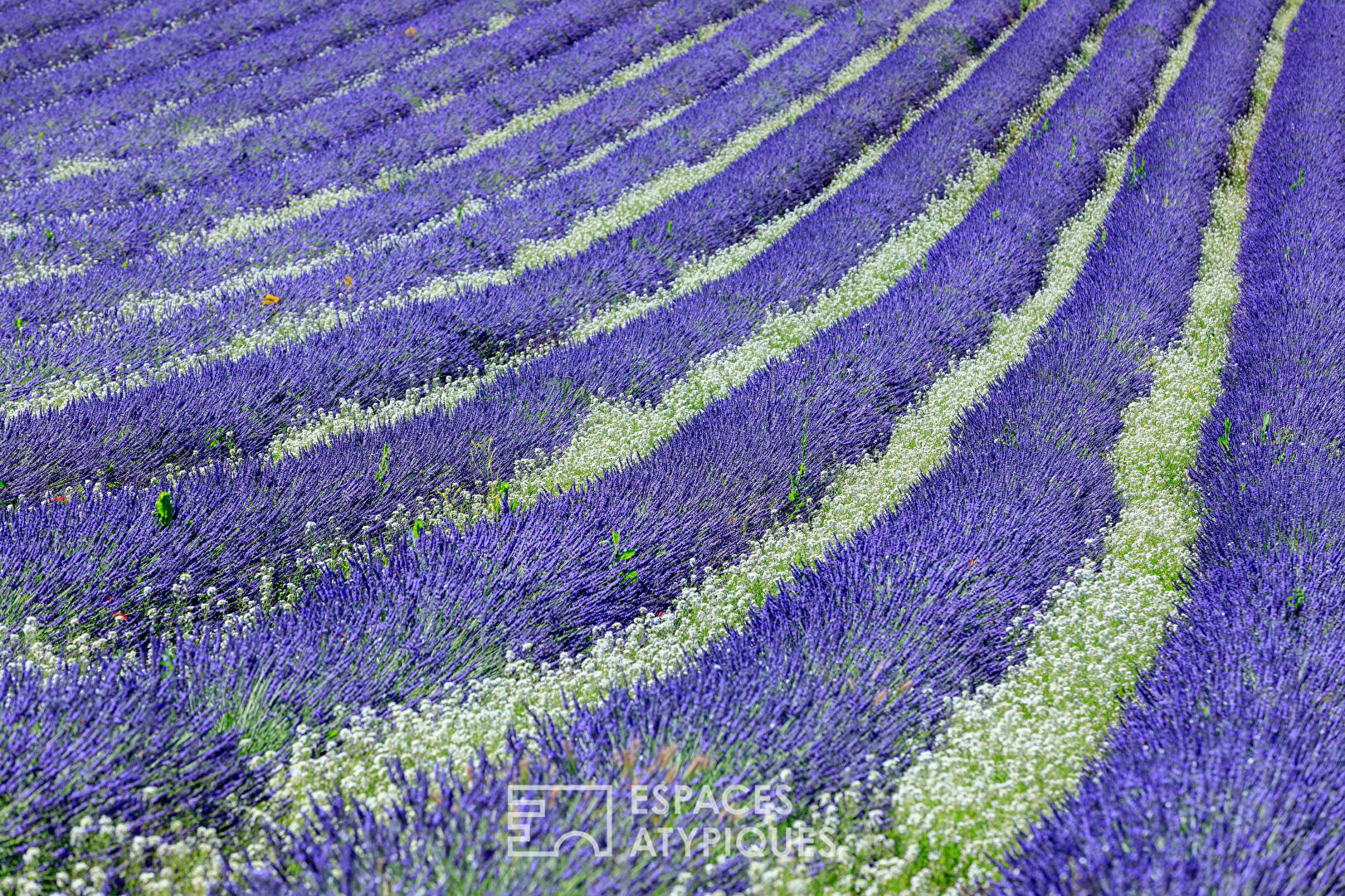 Meeting room and lavender fields