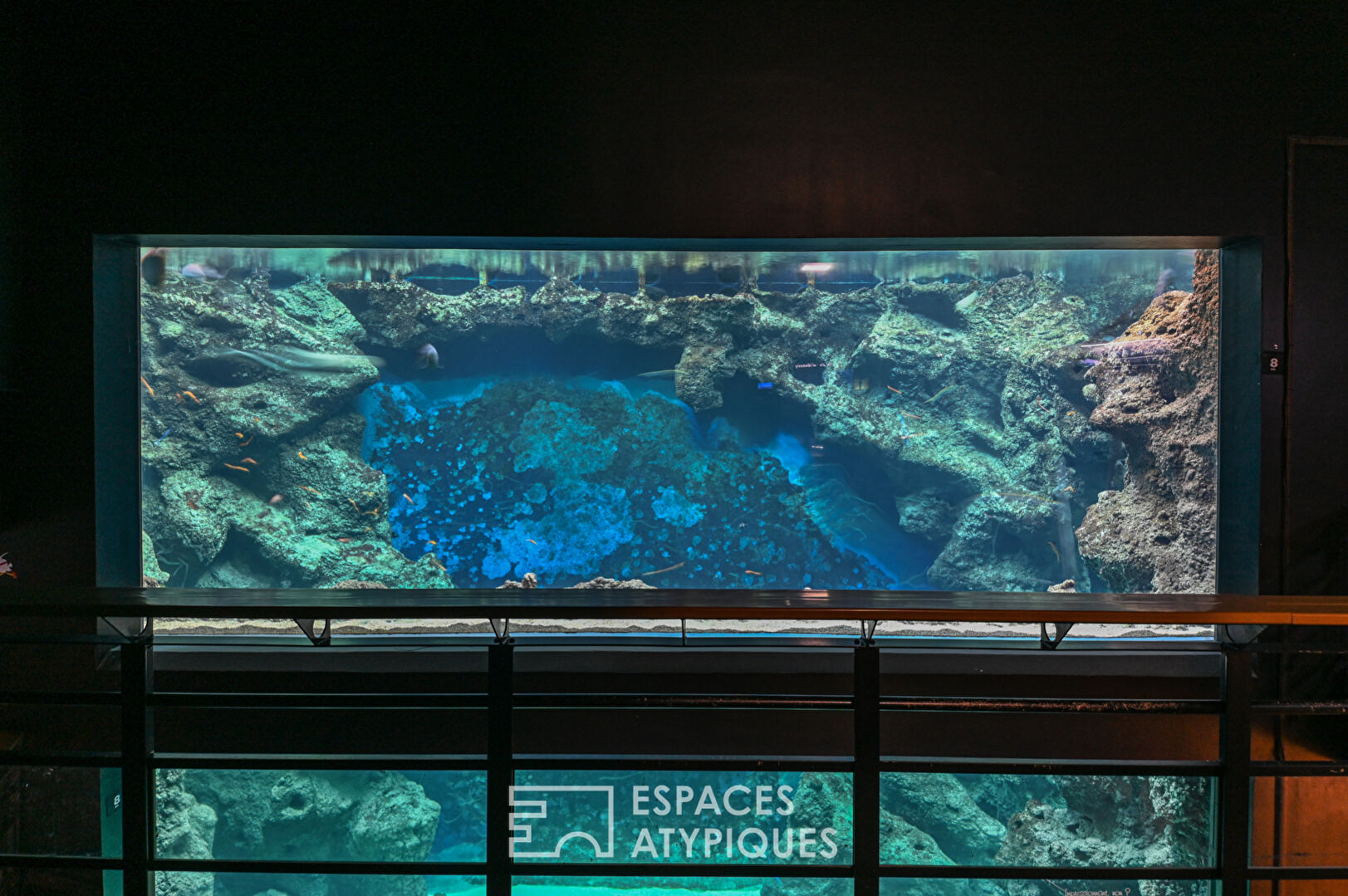 The big blue