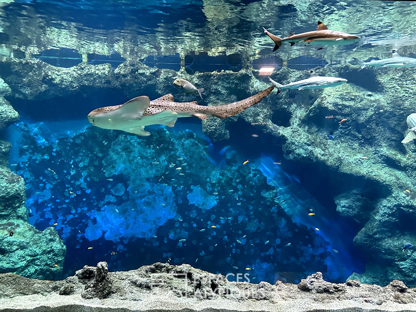 The big blue
