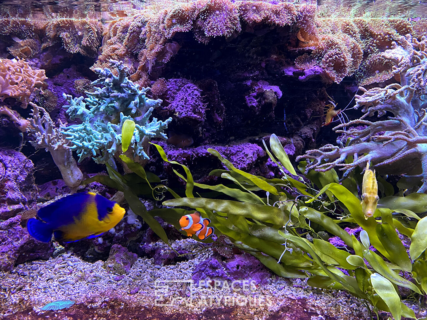 The big blue