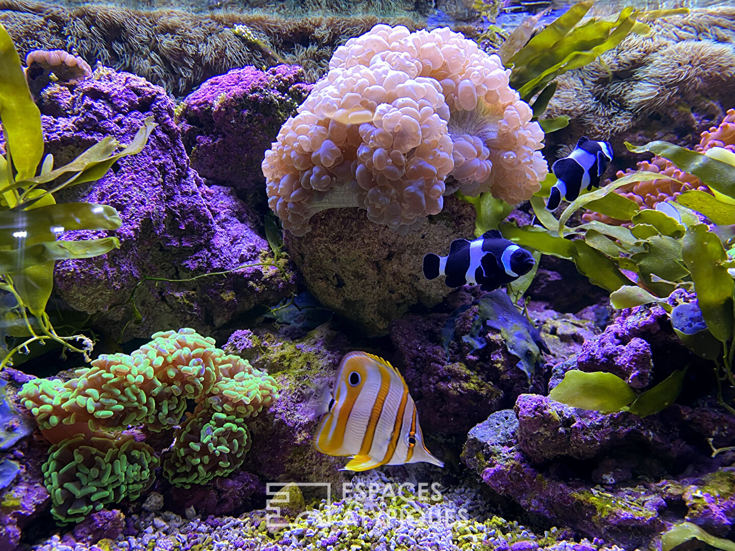 The big blue