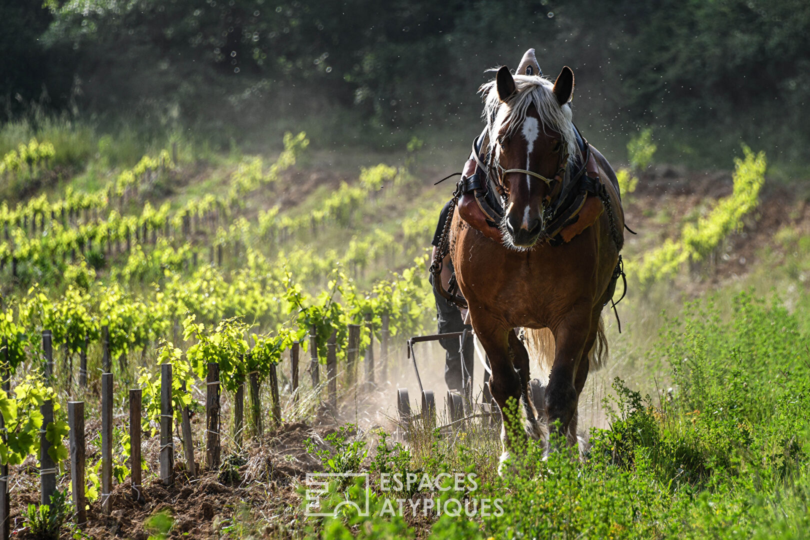 Domaine d’exception au coeur de la Provence occitane